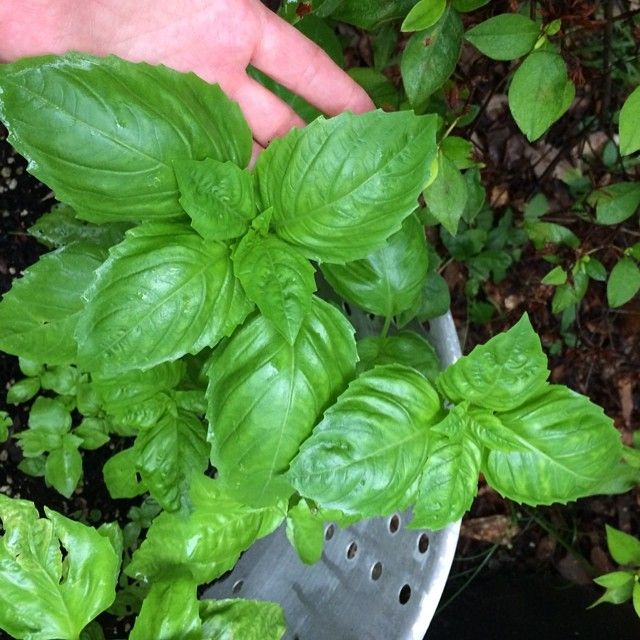 Fresh Basil Smells Incredible