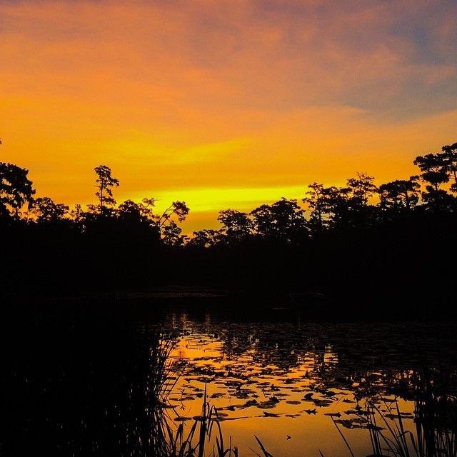 A Louisiana Bayou on My Morning Walk