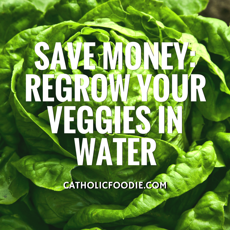 Save Money: Regrow Your Veggies – The Catholic Foodie Show