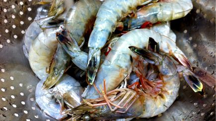 Shrimp Stock: The Catholic Foodie’s Recipe