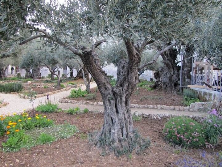 Food Meets Faith in the Holy Land